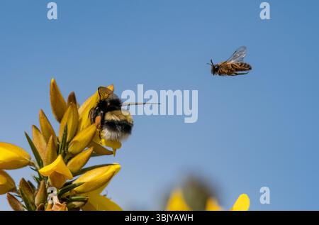 Eine Hummel und eine Bergbaubiene, Chipping, Preston, Lancashire, Großbritannien. Stockfoto