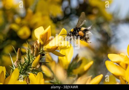 Eine Hummel, die Pollen aus einem Ginsterstrauch sammelt, Chipping, Preston, Lancashire, Großbritannien Stockfoto