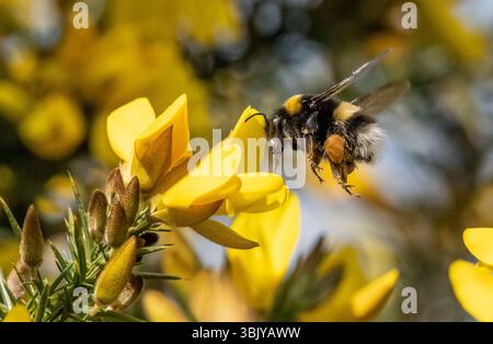 Eine Hummel, die Pollen aus einem Ginsterstrauch sammelt, Chipping, Preston, Lancashire, Großbritannien Stockfoto