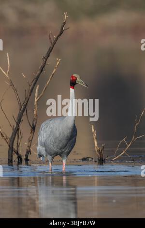 Sarus Crane, ein großer nichtwandernder Vogel, der in Teilen des indischen Subkontinents, Südostasiens und Australiens vorkommt. Der größte der fliegenden Vögel. Stockfoto