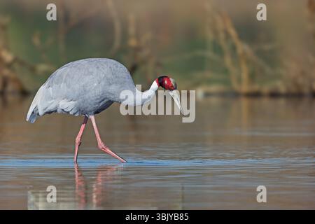 Sarus Crane, ein großer nichtwandernder Vogel, der in Teilen des indischen Subkontinents, Südostasiens und Australiens vorkommt. Der größte der fliegenden Vögel. Stockfoto