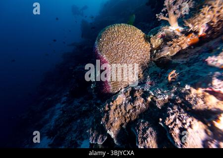 Ein Taucher erkundet ein Korallenriff und beobachtet die vielfältige Unterwasserwelt und pulsierende Korallenformationen. Stockfoto