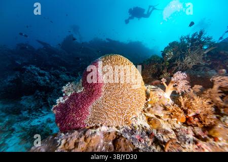 Ein Taucher erkundet ein pulsierendes Korallenriff und beobachtet die vielfältige Unterwasserwelt und die komplizierten Korallenformationen. Stockfoto