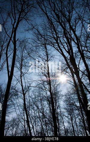 Wald gegen blauen Himmel Winkel erschossen Stockfoto
