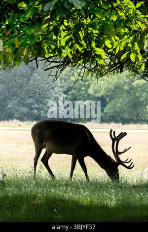 Rotwild-Herde im Richmond Park London, Großbritannien Stockfoto