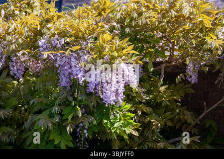 Wisteria im Garten im Finlaystone Country Park Estate. Schottland. UK. Stockfoto