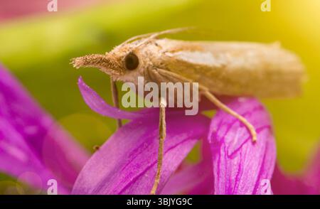Makroaufnahme einer Motte mit einem Proboscis. Stockfoto