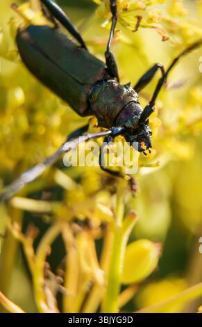 Makroaufnahme von Moschuskäfer. Aromia moschata. Stockfoto