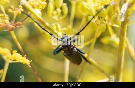 Makroaufnahme von Moschuskäfer. Aromia moschata. Stockfoto