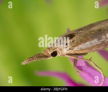 Makroaufnahme einer Motte mit einem Proboscis. Stockfoto