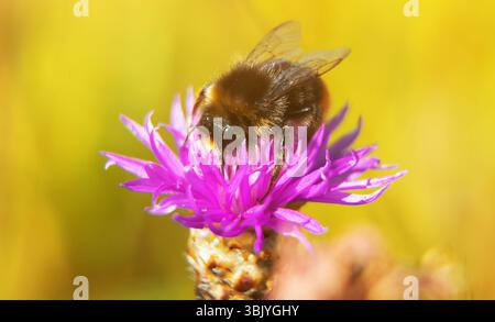 Makroaufnahme der Bumblebee auf der rosa Blume. Stockfoto