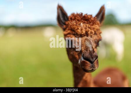 Portrait von braunem Alpaka auf einer Sommerwiese. Stockfoto