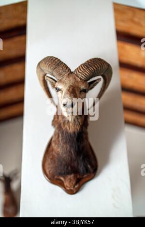 Die Wand ist mit einem gefüllten Tierkopf verziert. Präparatoren. Stockfoto