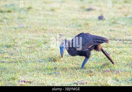 Unreifer südlicher Nashornvogel (Bucorvus leadbeateri) Stockfoto
