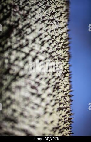Eine detaillierte Ansicht zeigt die scharfen Dornen auf einem Stamm vor einem klaren blauen Himmel in Andalusien und hebt natürliche Texturen hervor. Stockfoto