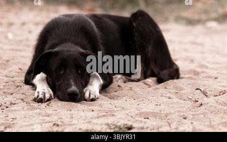 Trauriger Hund auf dem Boden Stockfoto