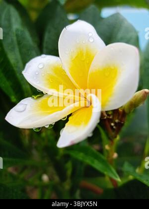 Nahaufnahme einer weißen Frangipani-Blüte mit frischen Regentropfen auf Blütenblättern, kurz vor dem Fall, mit weichem Hintergrund grüner Blätter. Erfrischendes tropisches Flair. Stockfoto