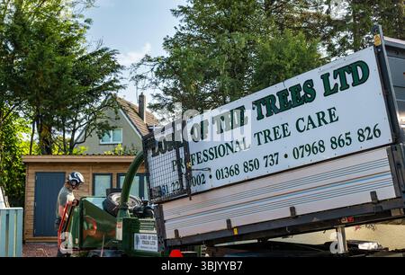 Eine Baumchirurgenfirma, die eine Zypresse in einem Garten eines Wohnhauses entfernt, East Lothian, Schottland, Großbritannien Stockfoto