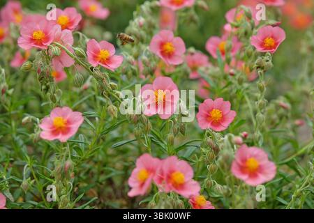 Rosa Heliantheme Sonnenrose oder Felsenrose „Wisley Pink“ in Blüte Stockfoto