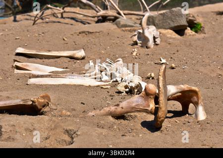 Überreste eines toten Tieres auf dem Nahaufnahme-Foto Stockfoto