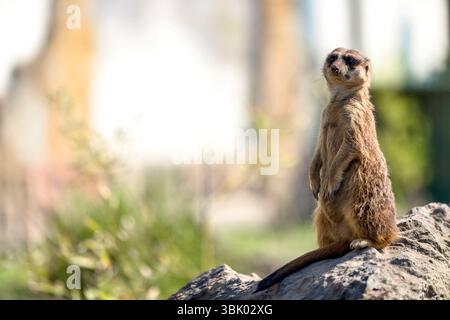 Erdmännchen oder Surikate in Alarmposition Nahaufnahme Stockfoto