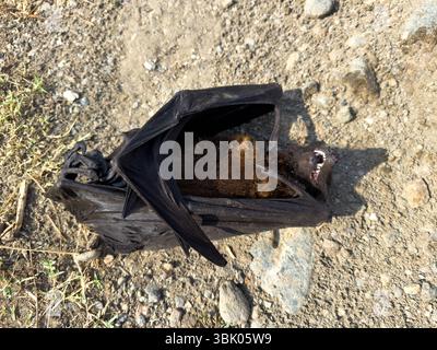 Tote Fledermaus, die auf dem Boden liegen und die Zähne freiliegen Stockfoto