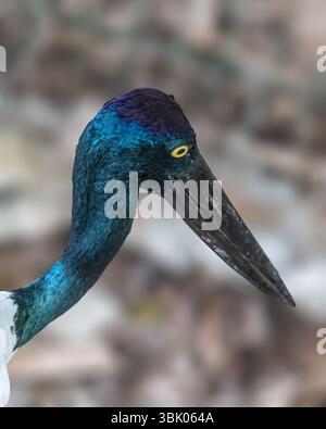 Ein Schwarzhalsstorch aus der Nähe Stockfoto