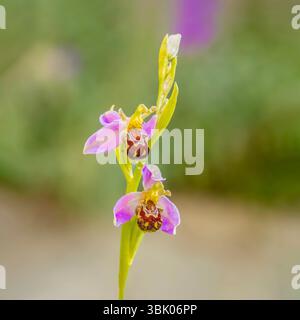 Ophrys apifera, Bee Orchid, Bedfordshire, Großbritannien Stockfoto