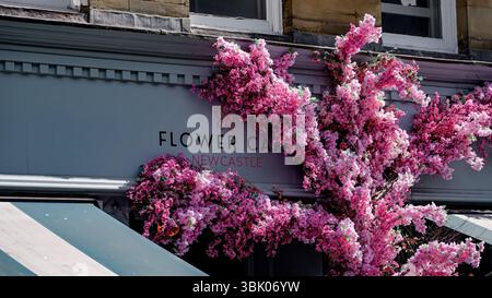 NEWCASTLE, Großbritannien - 13. JUNI 2025 - Rosa Blumen schmücken die Fassade des Flower Cafe in Newcastle, Großbritannien Stockfoto