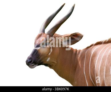 Bergbongo isoliert auf weißem Hintergrund Stockfoto