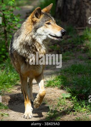 Ein Wolf läuft auf einem Waldweg am Morgen im Sommer Stockfoto