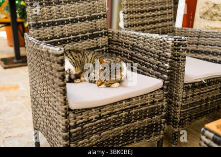 Tabby-Katze schläft auf einem Rattanstuhl im Freien. Entspannung, Komfort und gemütliche Café-Terrasse. Stockfoto