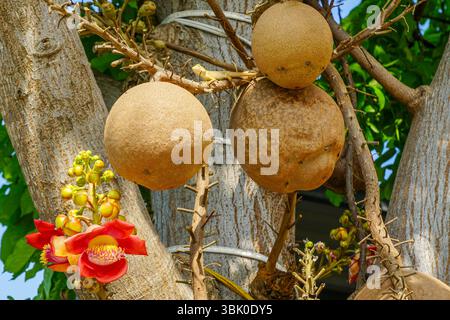 Nahaufnahme des Cannonball-Baumes (Couroupita guianensis) mit großen braunen Früchten und exotischen rot-orangen Blüten in Blüte, Südostasien, Vietnam Stockfoto