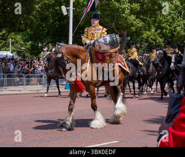 Shire Drum Horse of Household Cavalry Trooping the Colour Color the Mall Westminster London 2025 Stockfoto