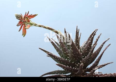 Nahaufnahme der sukkulenten PflanzenAloe mit Blüten. Foto mit maximaler Schärfentiefe auf hellem Hintergrund. Stockfoto