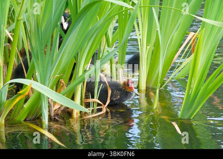 Eurasian Coot (Fulica atra) Küken, im Schilfnest, London, Vereinigtes Königreich Stockfoto