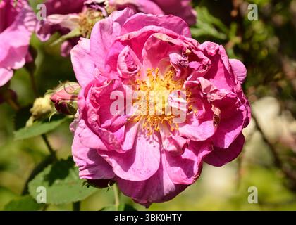 Rosa x Damascena oder Damaszener Rosenblüte, die zu welken beginnt, zeigt frühe Anzeichen von Verbleichen der Blütenblätter und natürlichem Rückgang, Rosa x Damascena Stockfoto