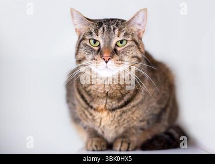 Eine braune Tabby-Kurzhaarkatze in Hocklage mit ernstem Ausdruck Stockfoto