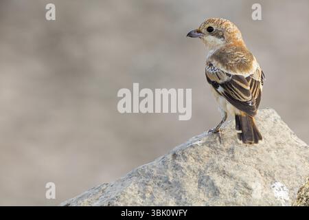 Rothaarige Krabbe (Lanius Senator), Tiere, Vögel, songvogel, Familie der shrike, auf Barsch, Biotope, Lebensraum, Nahrungssuche, Tirat Zvi Fischteiche, Wet Shean Va Stockfoto