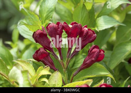 Weigelie (Weigela CHERRY LOVE), an den Dorfwiesen 9, Deutschland, Europa Stockfoto