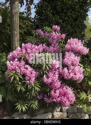 Rhododendron ponticum (Rhododendron 'Graziella'), Rhodo 2018, Deutschland, Europa Stockfoto