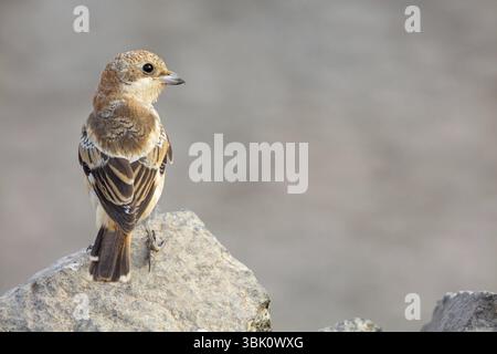 Rothaarige Krabbe (Lanius Senator), Tiere, Vögel, songvogel, Familie der shrike, auf Barsch, Biotope, Lebensraum, Nahrungssuche, Tirat Zvi Fischteiche, Wet Shean Va Stockfoto