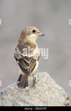 Rothaarige Krabbe (Lanius Senator), Tiere, Vögel, songvogel, Familie der shrike, auf Barsch, Biotope, Lebensraum, Nahrungssuche, Tirat Zvi Fischteiche, Wet Shean Va Stockfoto