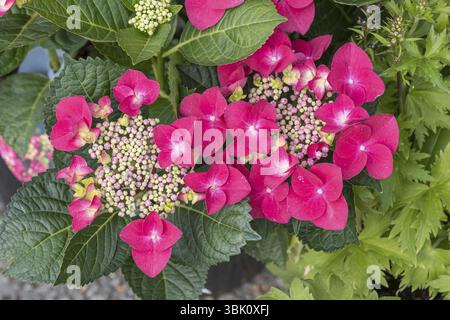 (Hortensie macrophylla FRISBEE HOT PINK), BS Saemann, Deutschland, Europa Stockfoto