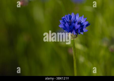 Hellblaue Kornblume (Centaurea cyanus) in voller Blüte auf einer grünen Wiese. Nahaufnahme einer einzelnen Wildblume mit verschwommenem natürlichem Hintergrund Stockfoto