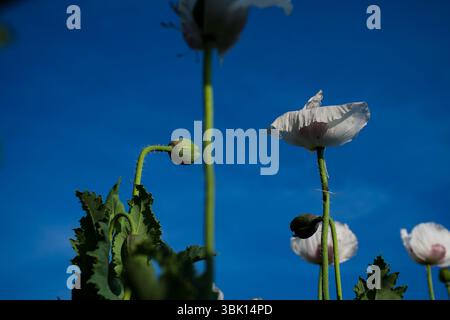 Einzigartige Aufnahmen von hohen weißen Mohnblumen, die sich in Richtung eines leuchtend blauen Himmels erheben und eine dramatische und fesselnde visuelle Perspektive schaffen. Stockfoto