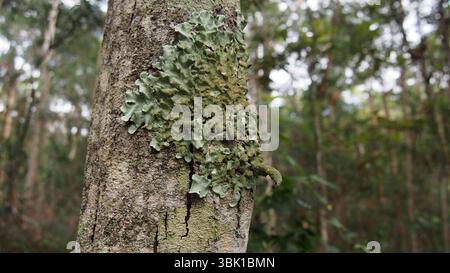 Ein großer Flechtenwuchs auf einem Eukalyptusbaum, umgeben von verschiedenen anderen Arten kleinerer Flechten im australischen Wald Stockfoto