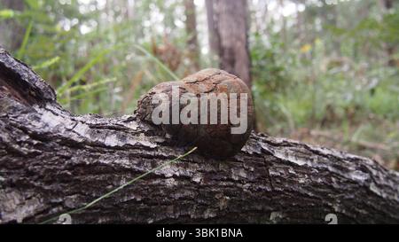 Klappenpilz wächst auf einem gefallenen Baumstamm im australischen Wald Stockfoto
