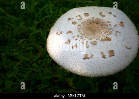 Parasolpilz oder Macrolepiota procera auf einer Wiese während der Regenzeit in Indonesien. Stockfoto