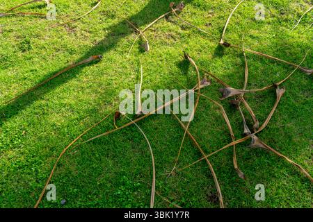 Ein Haufen getrocknetes Gras und Blätter auf dem Boden. Das Gras ist grün und die Blätter braun Stockfoto